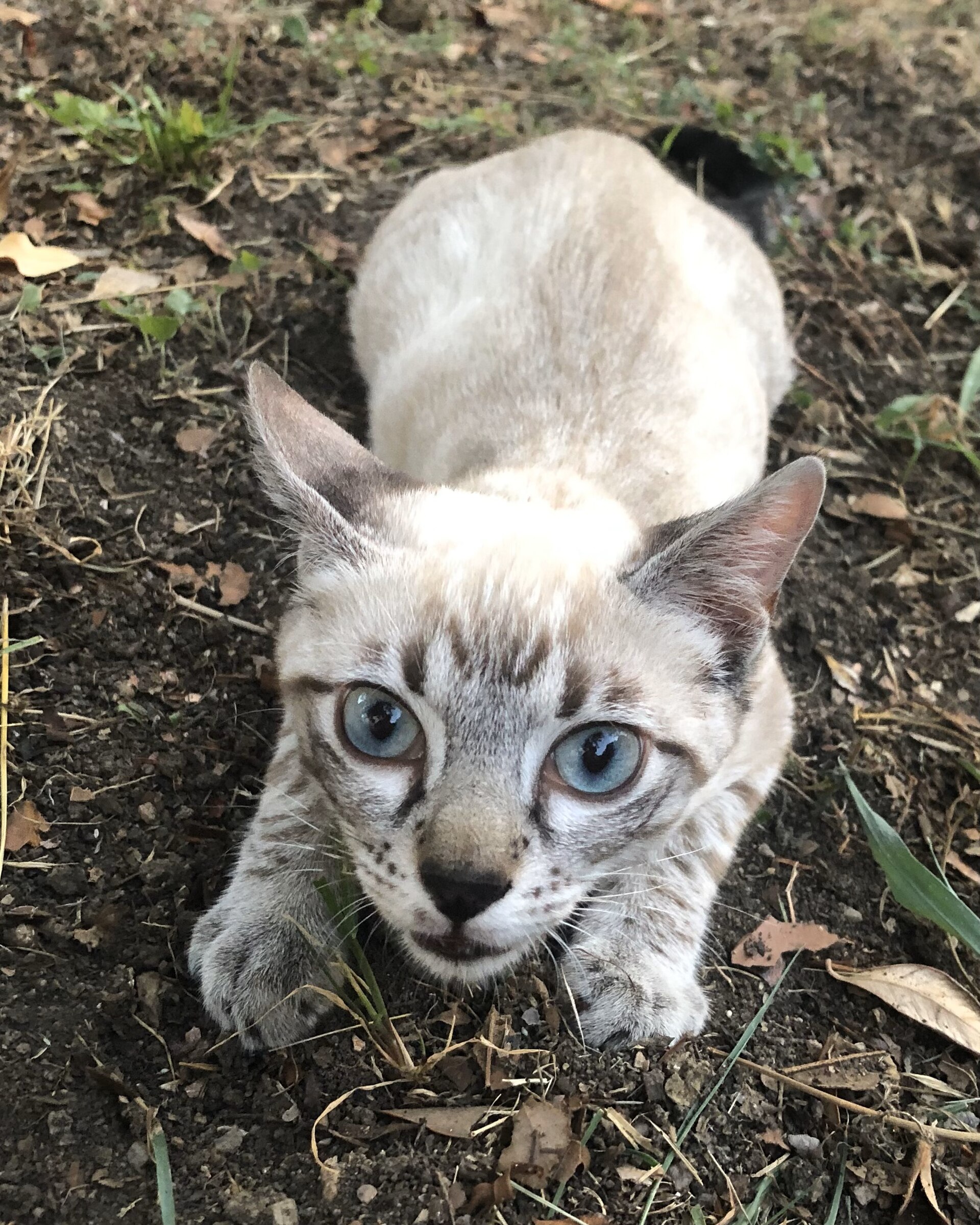 Three-month-old kitten crouching and looking at the camera