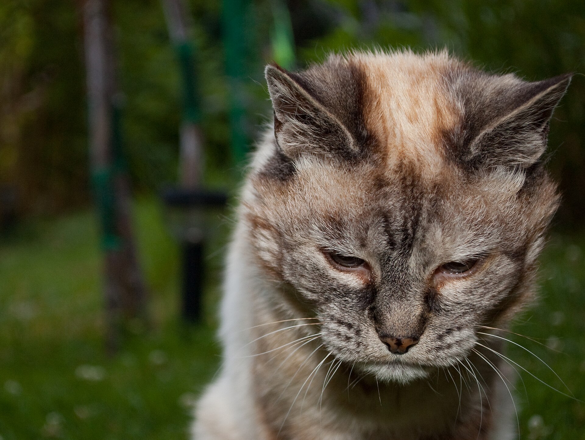 Twenty-year-old senior cat resting indoors