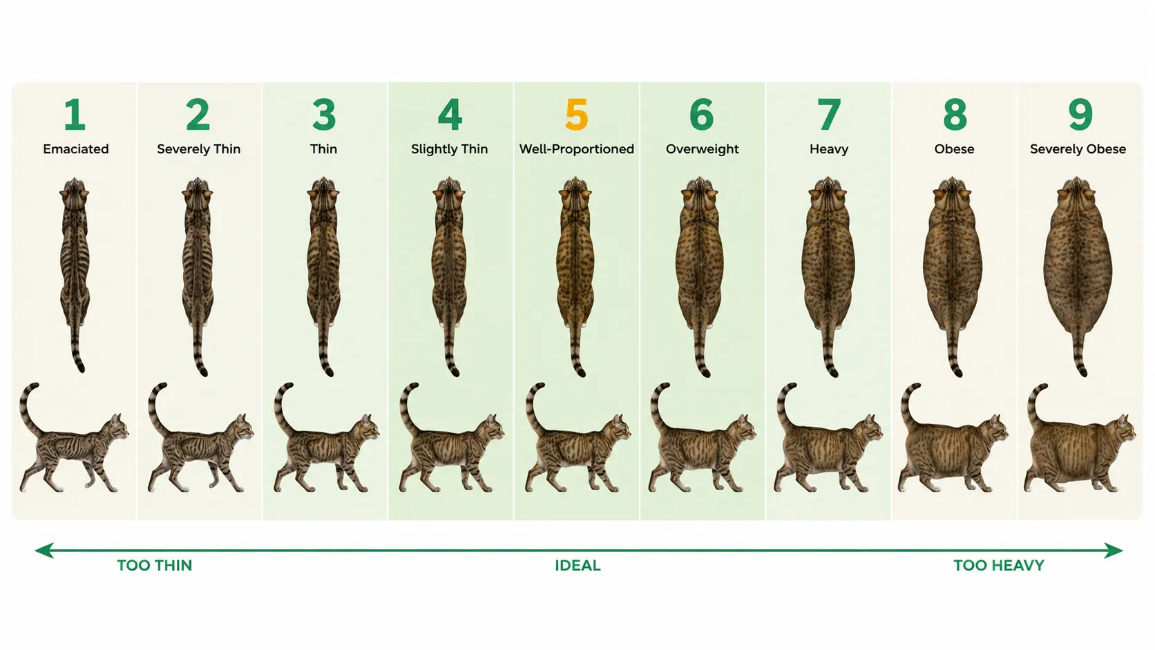 Cat body condition guide for estimating healthy weight and calorie needs