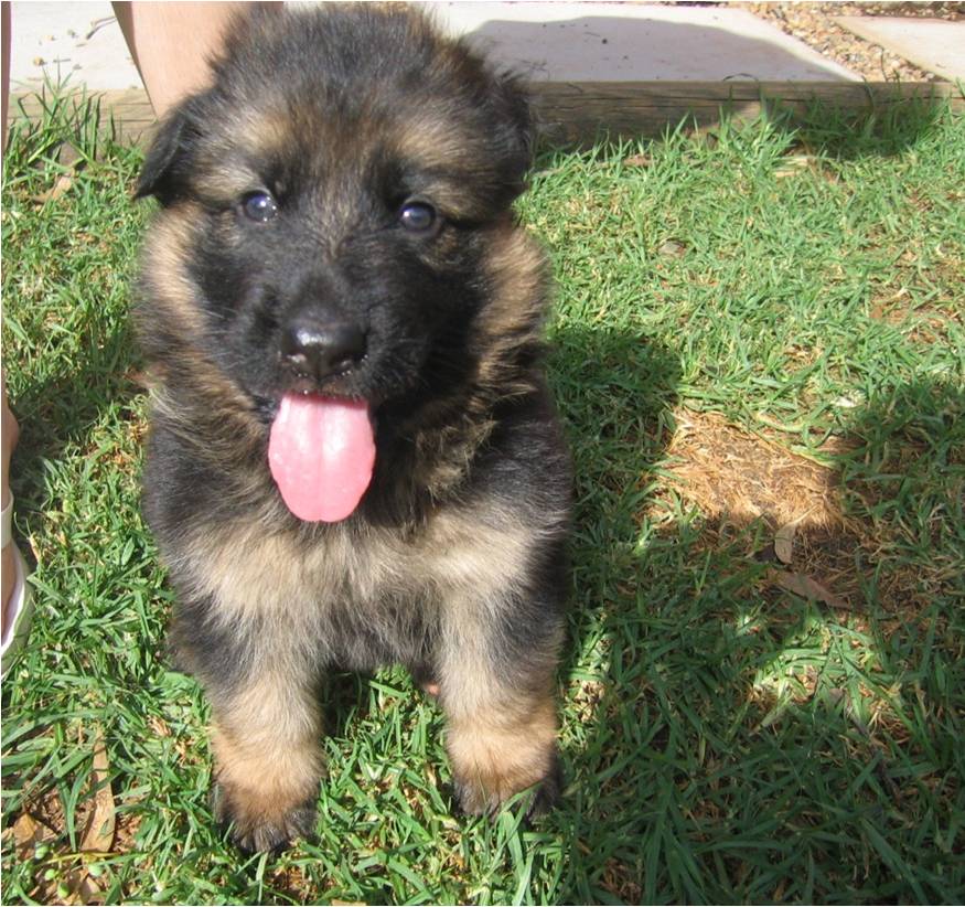 German Shepherd puppy sitting outdoors