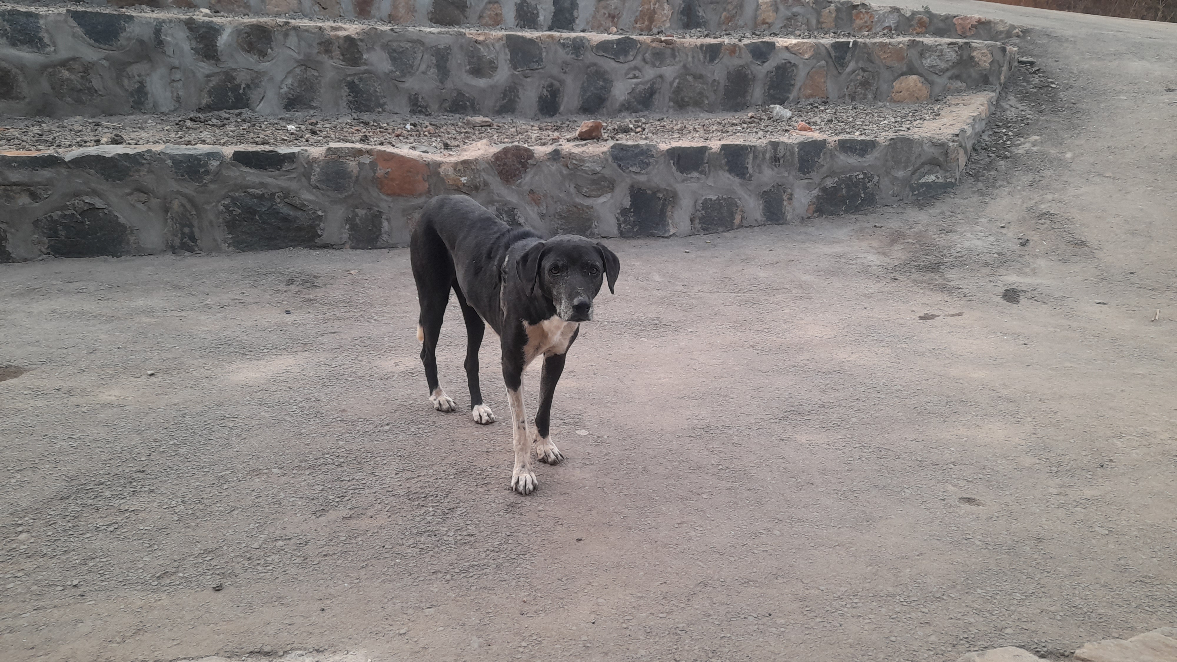 Senior dog standing outdoors