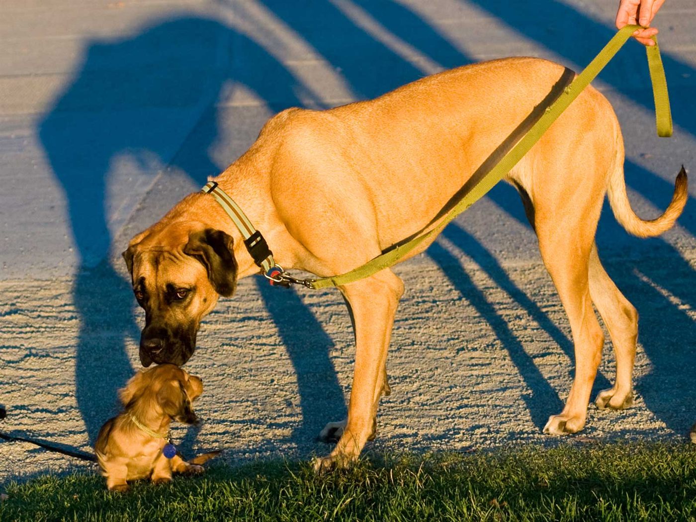 Small and large dogs standing side by side for size comparison