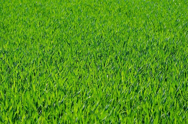 Green lawn for estimating grass seed coverage