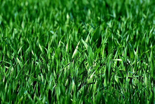 Dense green lawn illustrating lawn coverage after seeding