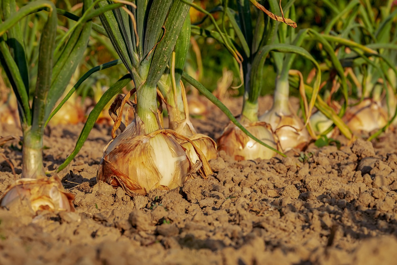 Vegetable rows in a field showing consistent planting spacing