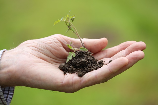 Garden planting with spaced tomato seedlings